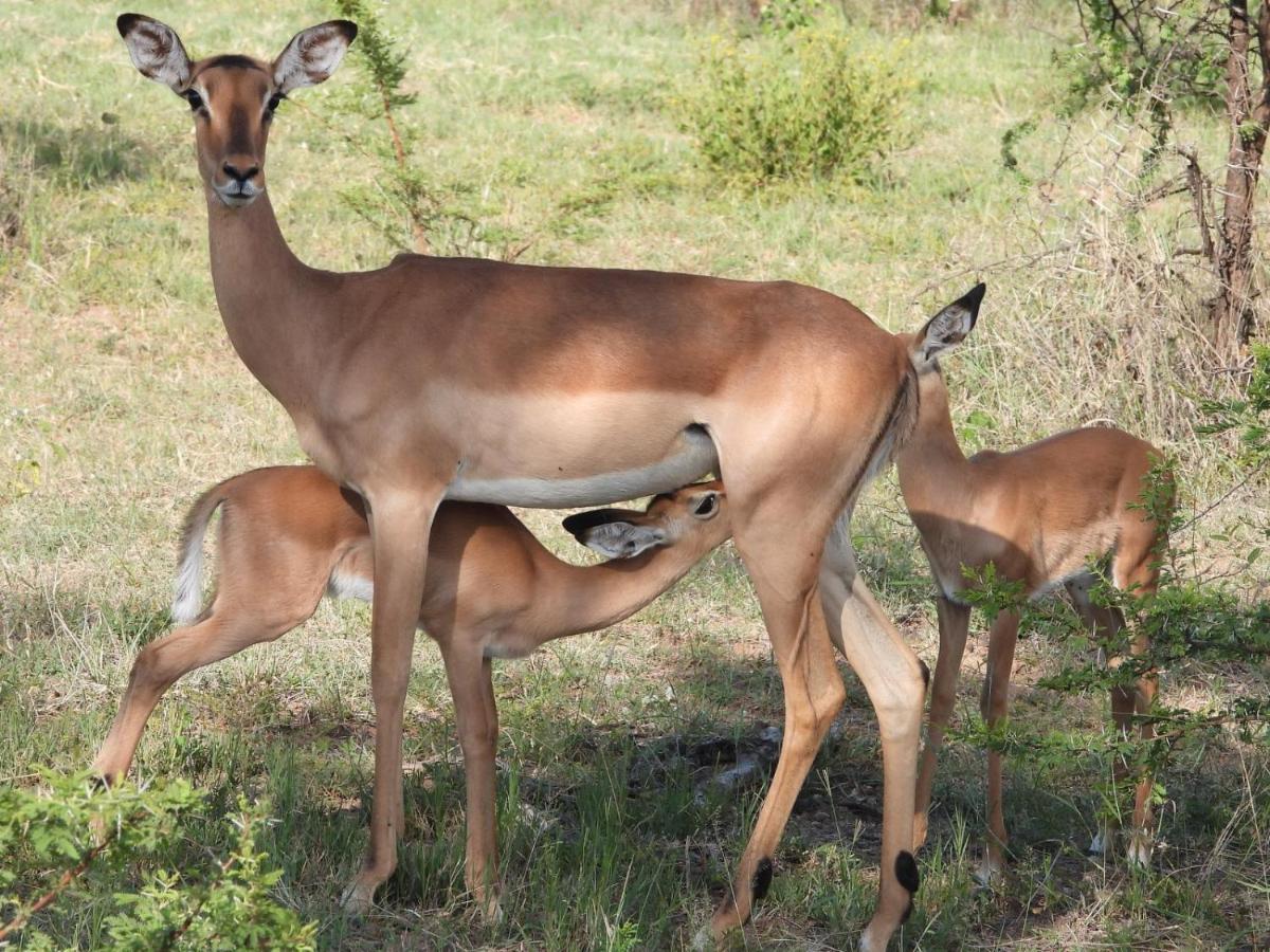 Kwalata Game Lodge Klipdrift ภายนอก รูปภาพ