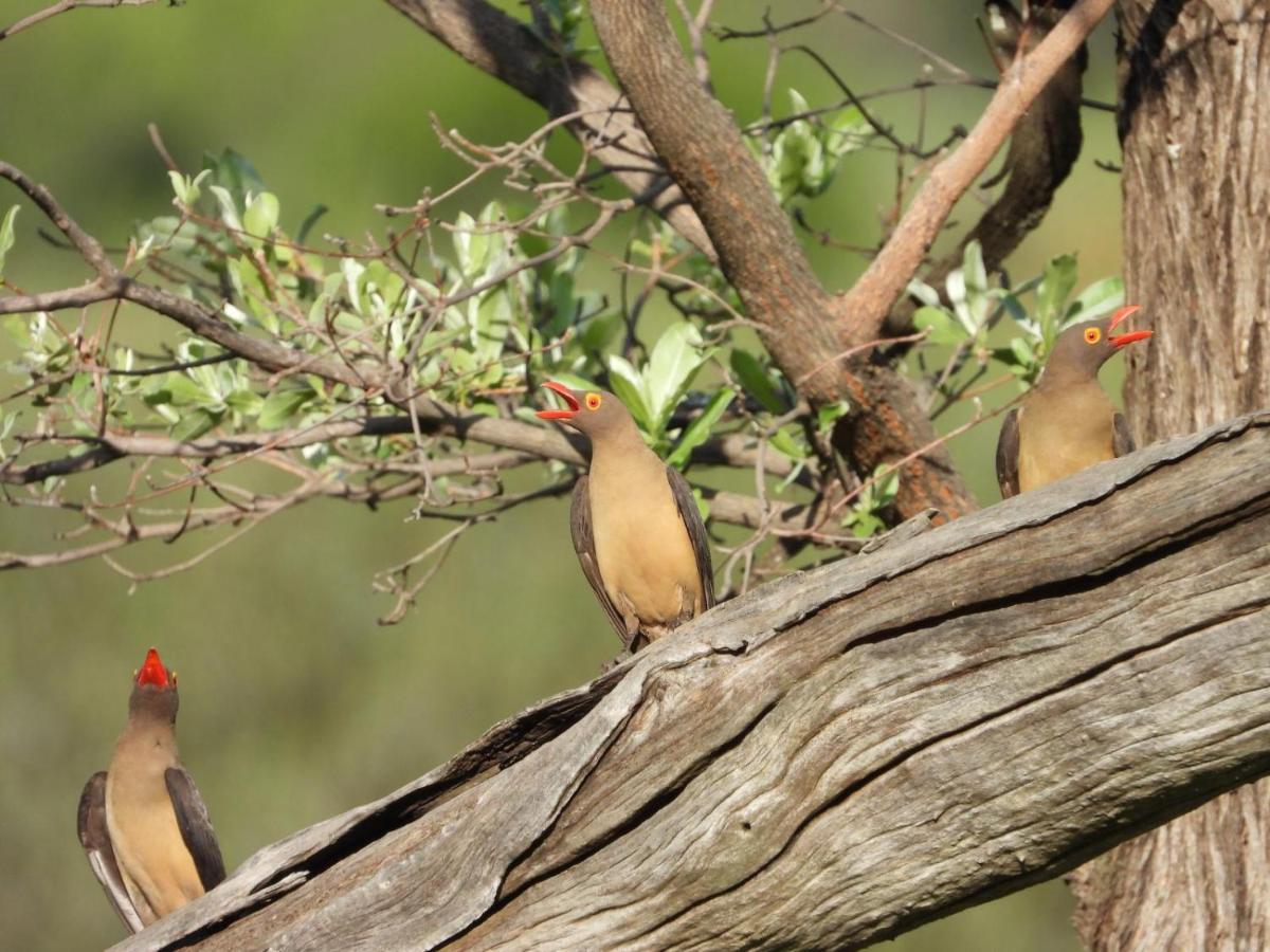Kwalata Game Lodge Klipdrift ภายนอก รูปภาพ